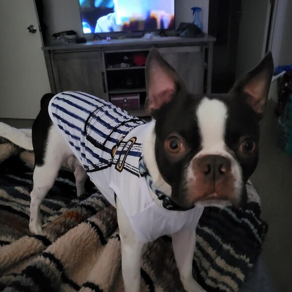 6 Pack Dog Clothes for Small Dogs Boy and Girl Outfits - Picture 5 of 10